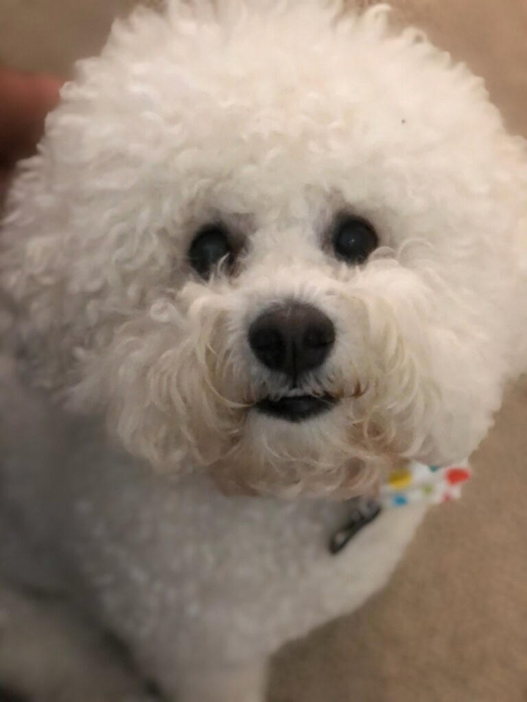 A fluffy white bichon