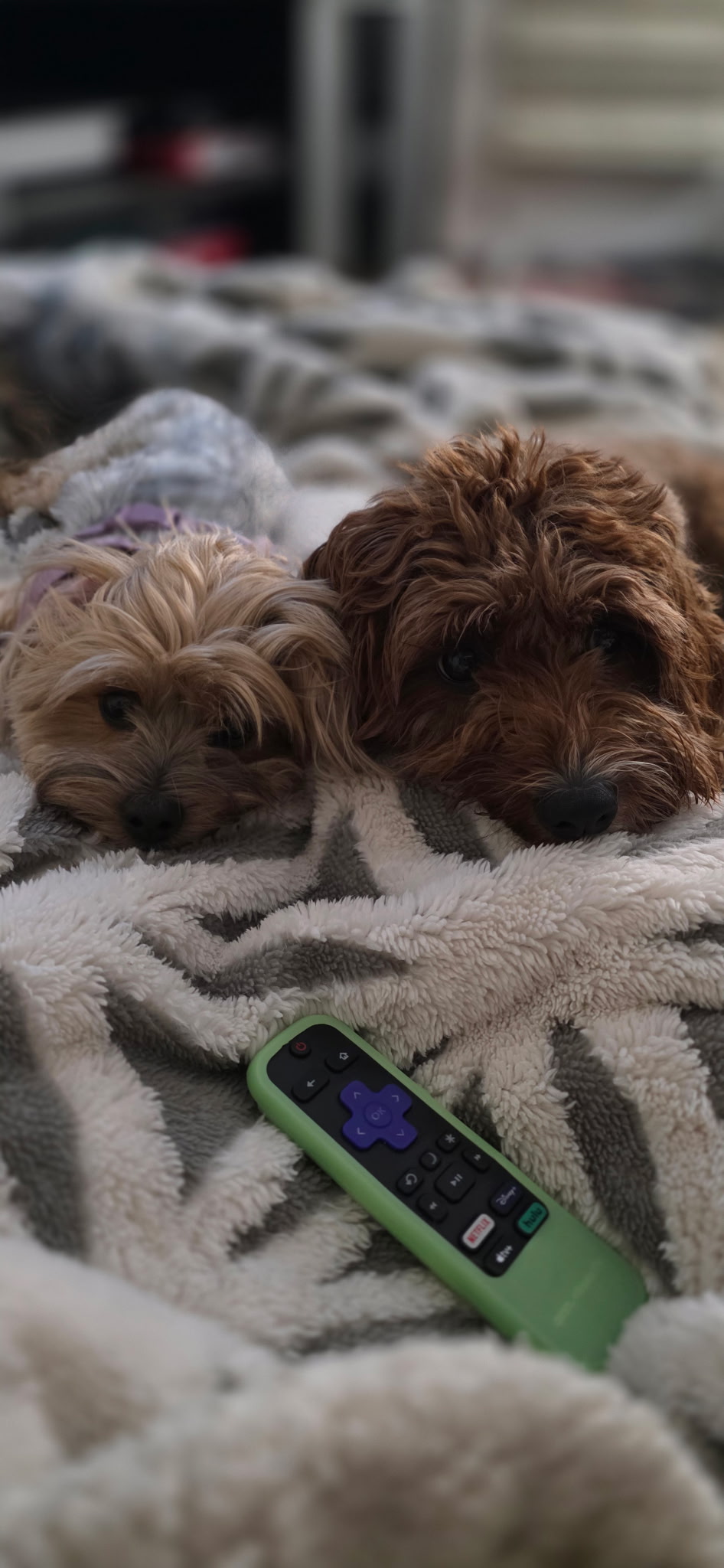 Two small doodle pups on a blanket