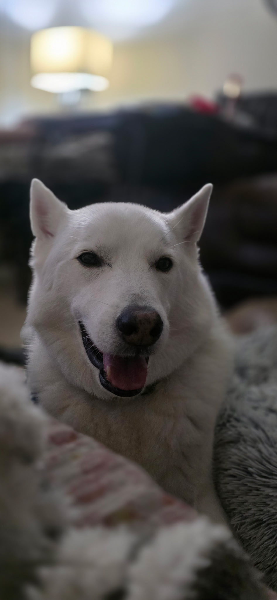A smiling white husky-type dog