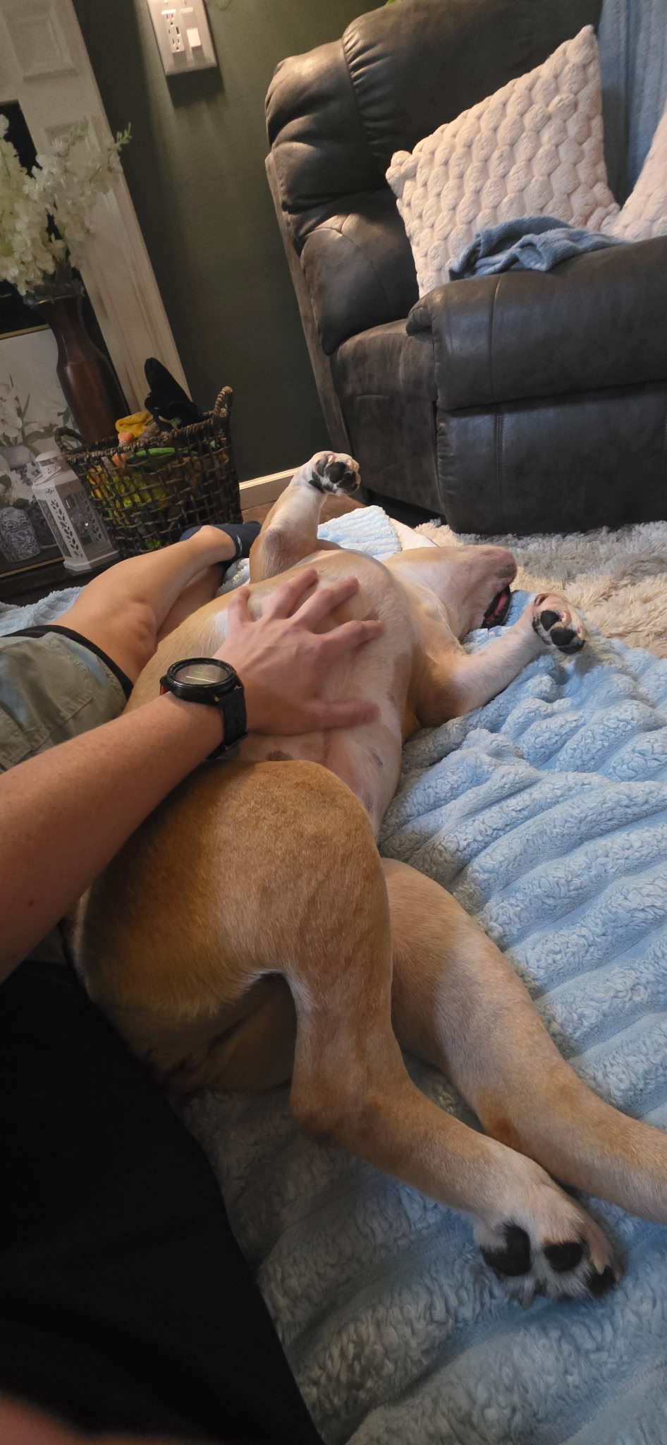 A tan dog getting belly rubs on a couch