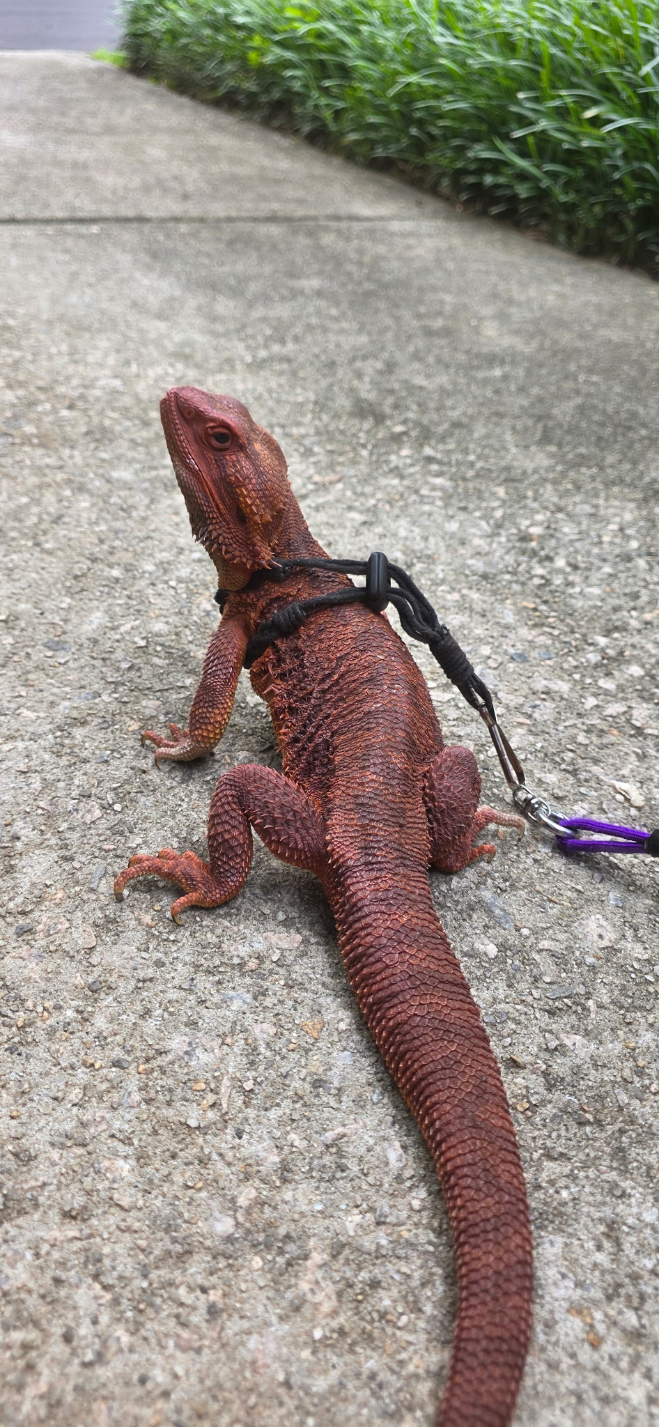 A red bearded dragon on a leash on a sidewalk walk