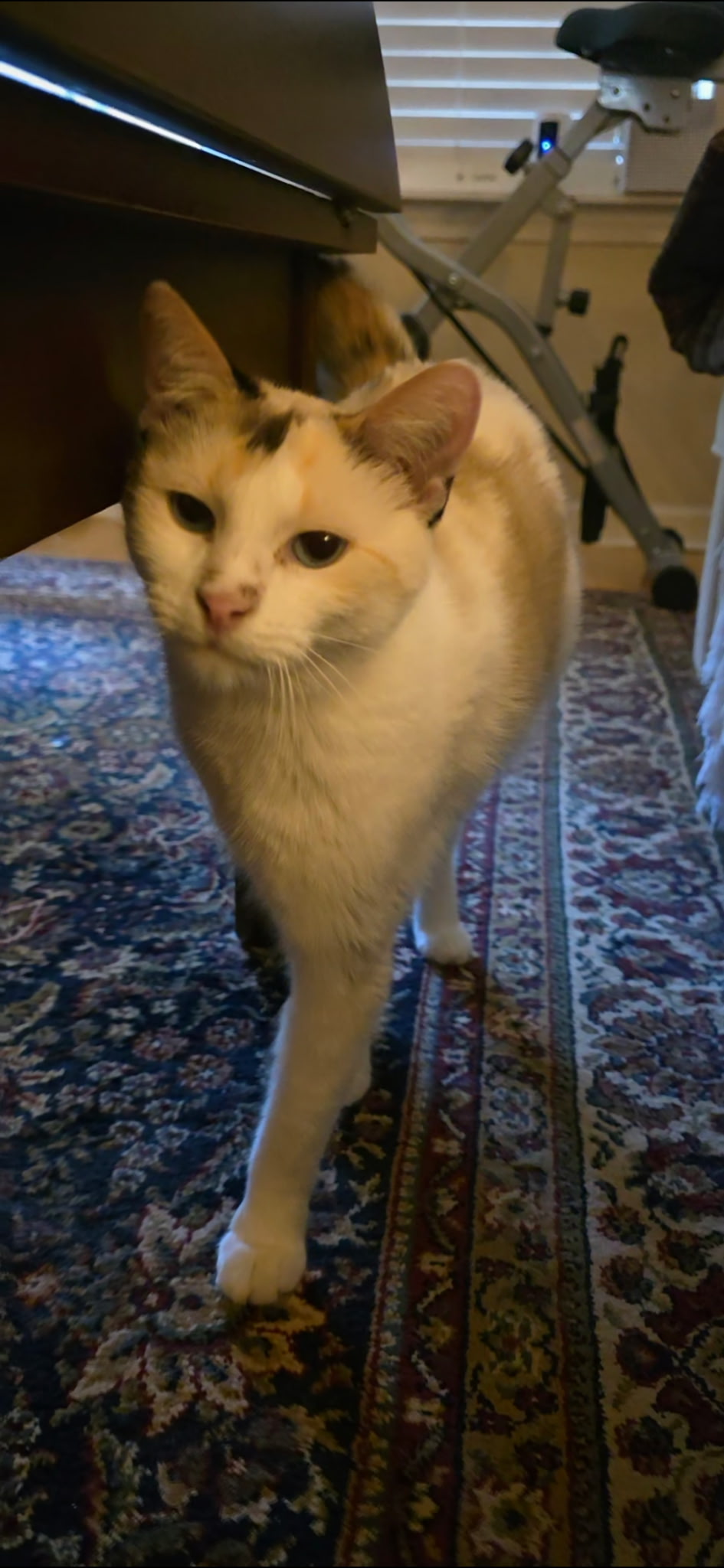 A cream and orange cat